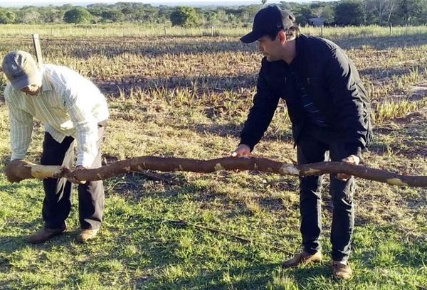 Cosechan mandioca de 5 metros y 15 kilos en Yataity del Norte