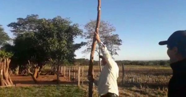 Una mandioca de 4 metros sorprende a pobladores de San Pedro