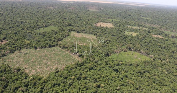 La impunidad y el Bosque Atlántico