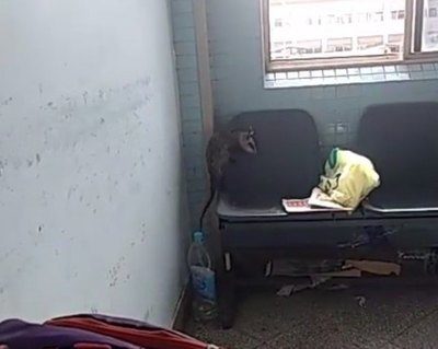 (VIDEO) Moopio nde mykure de visita en el IPS | Crónica