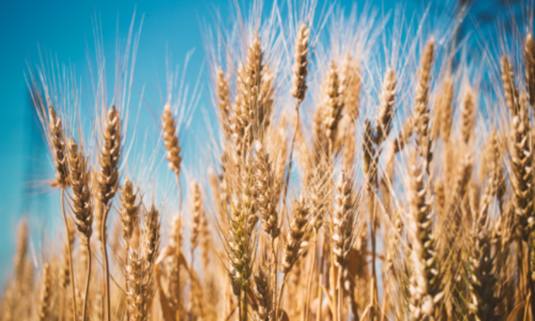 » Resuelven la clave genética por la que el trigo no puede hacer frente a la roya del tallo