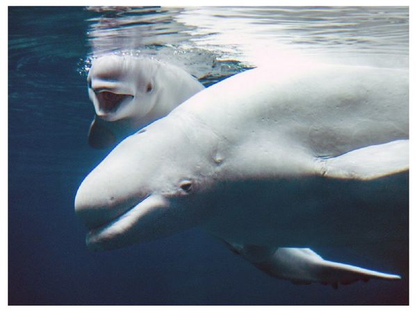 Así luce la tierna beluga bebé de un acuario de Georgia