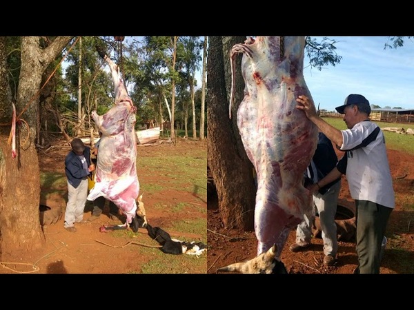 FAENO UNA VACA PARA ALIMENTAR A UNAS 1000 PERSONAS
