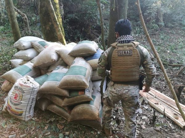 Incautan más de 3,7 toneladas de marihuana en campamento de Itapúa » Ñanduti