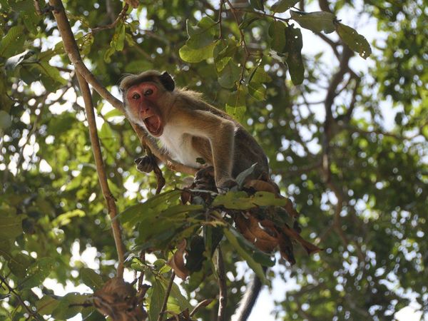 Monos hurtan muestras de sangre tomadas para detectar Covid-19