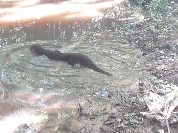 Una nutria’i se paseaba tranqui por una casa | Crónica