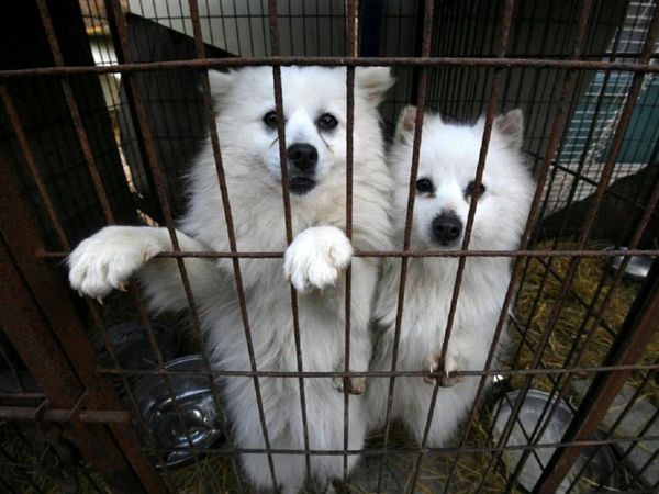 China prohíbe criar perros para su consumo humano 