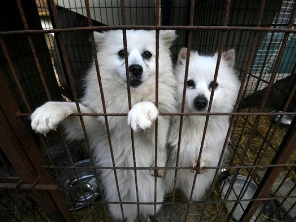 China prohíbe criar perros para su consumo humano