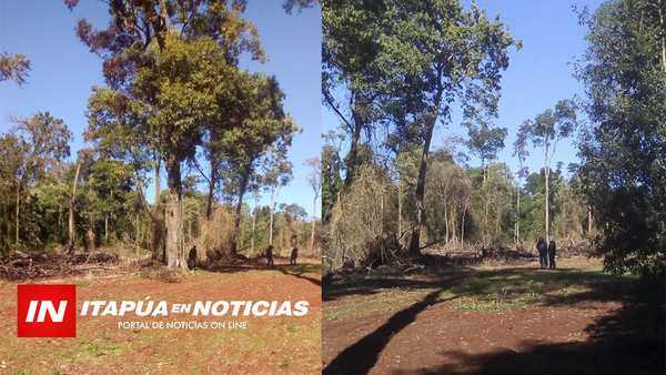 FISCAL DEL MEDIOAMBIENTE INTERVIENE EN HECHO DE DEFORESTACIÓN