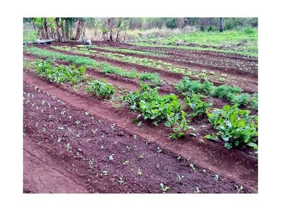 Consejos para armar tu huerta