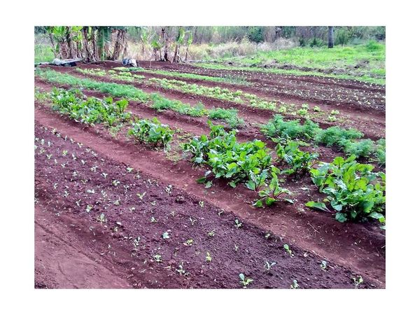 Consejos para armar tu huerta