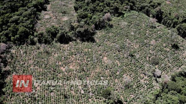 TALA INDISCRIMINADA DE ÁRBOLES NO DISMINUYÓ NI EN LA CUARENTENA, DENUNCIAN