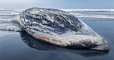 Localizan muerta a ballena de 13 metros en playa de Guatemala