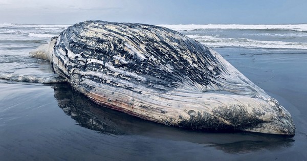 Localizan muerta a ballena de 13 metros en playa de Guatemala