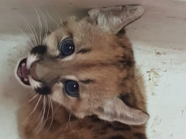 Rescatan cachorro de puma que era ofertado vía WhatsApp