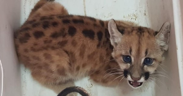 Rescatan a puma cachorro que pusieron a la venta por Whatsapp