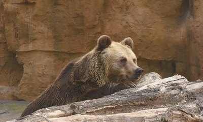 Tatáre desafió a un oso y lo multaron | Crónica