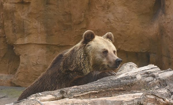 Tatáre desafió a un oso y lo multaron | Crónica