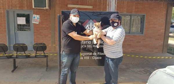 Fiscalía rescata a cachorro de puma que era ofrecido para la venta a través de WhatsApp - Campo 9 Noticias