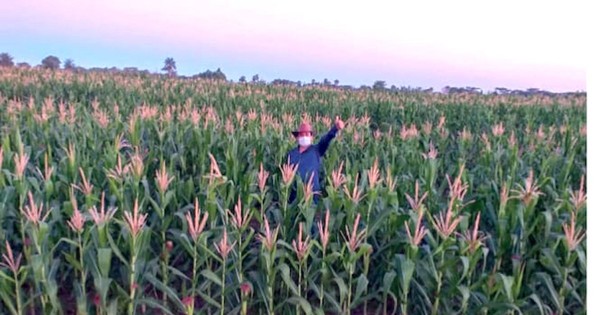 Agricultores logran producción récord de maíz y soja