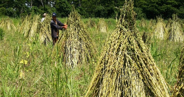 Productores piden ayuda para vender unos 10.000 kilos de sésamo