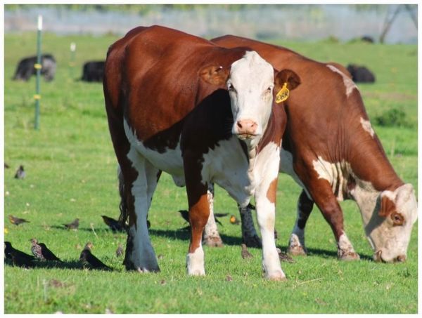 Empresarios advierten sobre desabastecimiento ante caída del precio del ganado