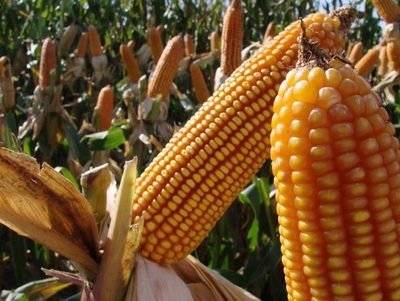 Logran récord en producción de maíz y soja en San Pedro » Ñanduti
