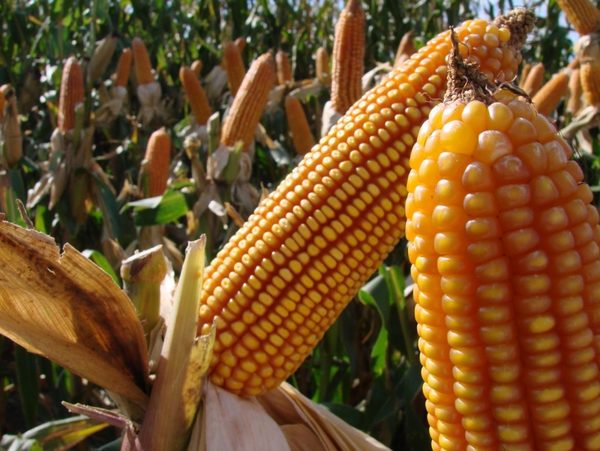 Logran récord en producción de maíz y soja en San Pedro » Ñanduti