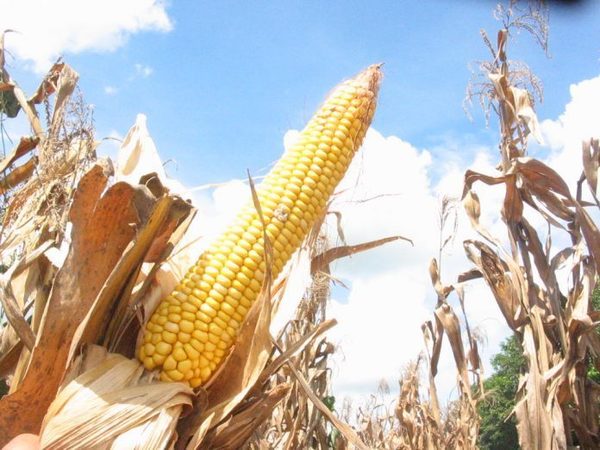 San Pedro: logran récord en producción de maíz y soja