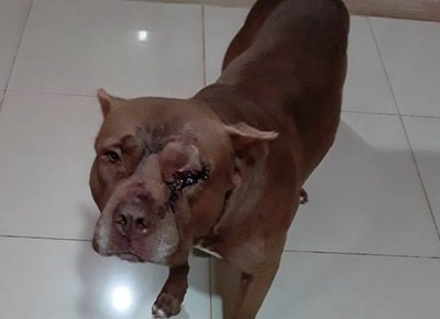 Atacaron a un pitbull con un feroz machete | Crónica
