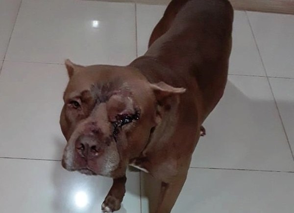 Atacaron a un pitbull con un feroz machete | Crónica