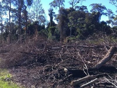 Plantean extender vigencia de Ley de Deforestación Cero