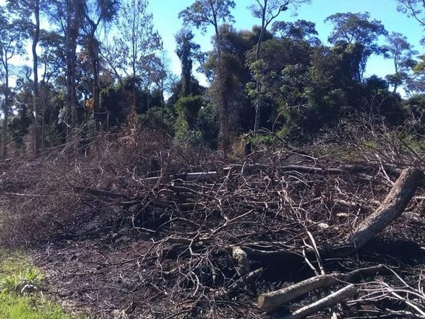 Plantean extender vigencia de Ley de Deforestación Cero