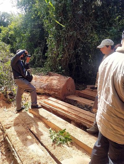 Denuncian tala de un añoso urunde’y - Interior - ABC Color