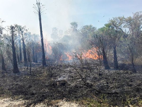 Apicultura amenazada por los incendios forestales - Interior - ABC Color