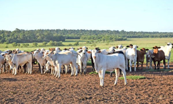 » Hoy llega el segundo equipo de rabinos de Israel para la faena