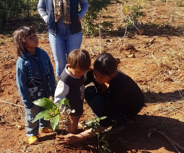 Entregan 500 plantines a comunidad indígena de Yguazú