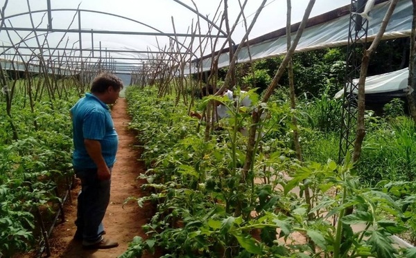 ¡Se pierde el tomate y el locote! FNC denuncia que gobierno no asiste a productores - Megacadena — Últimas Noticias de Paraguay