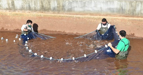 Itaipú alcanzó nuevo récord en producción de peces nativos