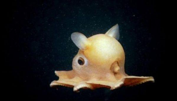 Un récord: Hallan a 7.000 metros de profundidad un pulpo de aspecto adorable
