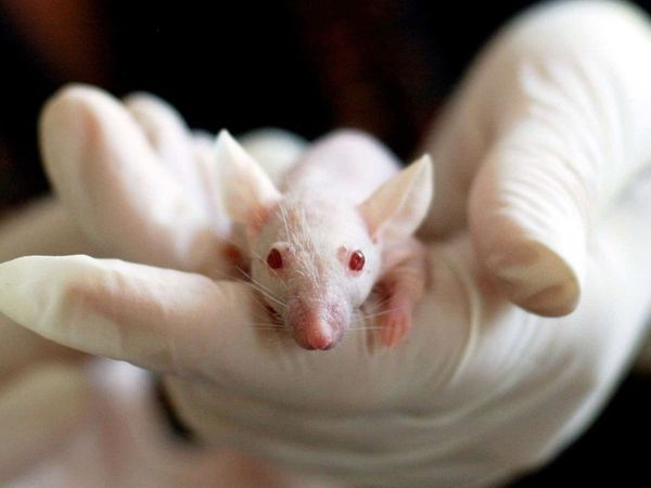 Minihígados humanos son trasplantados con éxito en ratones