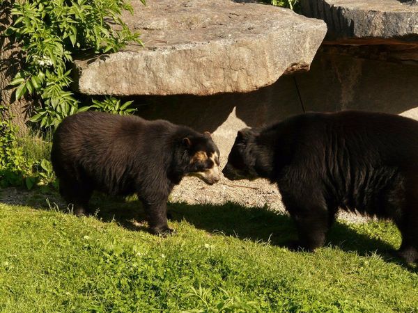 El oso andino carece de rastro genético específico en Ecuador