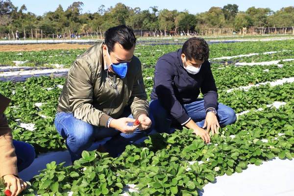 El MAG entregó implementos agrícolas a frutilleros de Areguá • Luque Noticias