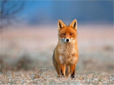 Los zorros rojos en ciudades, más cerca de la domesticación