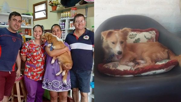 "Rubito" ya tiene nuevo hogar, se queda en Misiones - Digital Misiones