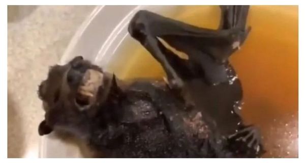 Mujer come una sopa de murciélago que pudo haber originado el coronavirus en China - Digital Misiones