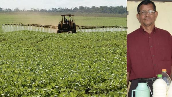 Desde que se instalaron sojeros en la zona, ya no hay producción de miel lamenta apicultor ignaciano - Digital Misiones