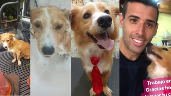 Final feliz, el perrito que fue arrastrado esta tarde fue rescatado y ya tiene familia - Digital Misiones