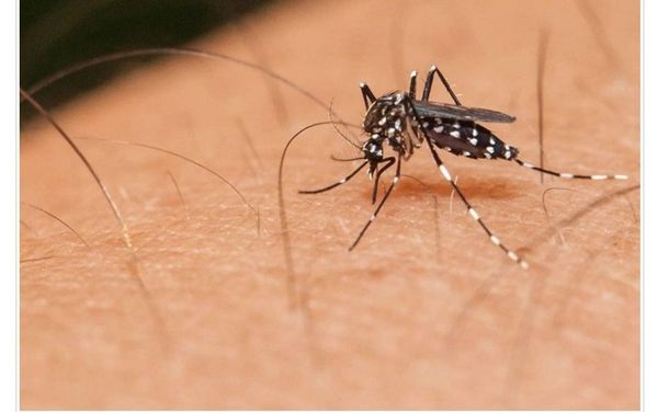 Salud investiga otra muerte por dengue - Digital Misiones