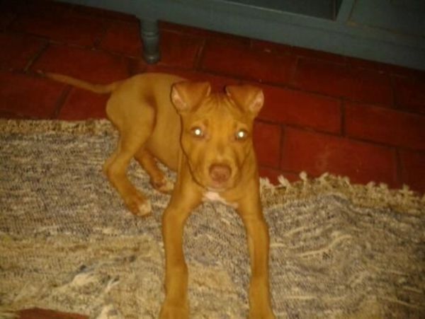 Nuevo ataque de un pitbull, esta vez a una niña de 4 años - Digital Misiones